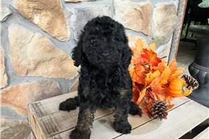 Adriana - Toy Poodle for sale