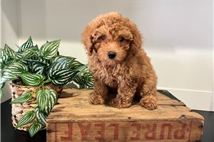Lorelle - Poodle, Toy for sale