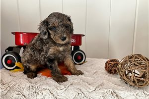 Akiro - Poodle, Toy for sale