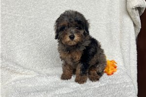 Agnes - Toy Poodle for sale