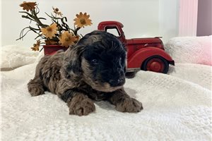 Acorn - puppy for sale