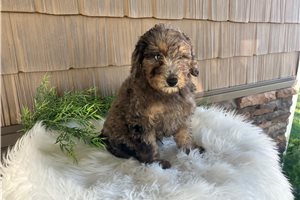 Akiro - Toy Poodle for sale