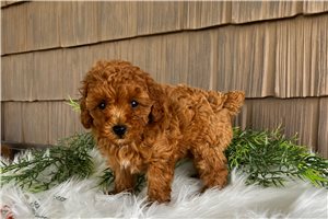 Evelyn - Miniature Poodle for sale