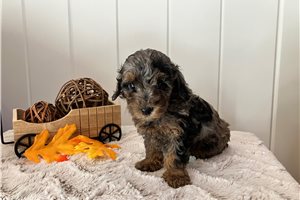 Agnes - Poodle, Toy for sale