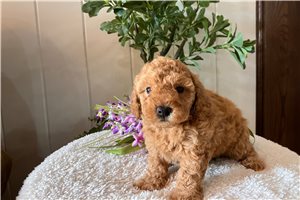 Lorelle - Poodle, Toy for sale