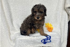 Akiro - Toy Poodle for sale