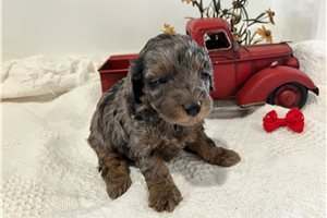 Agnes - puppy for sale