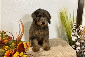 Akiro - Toy Poodle for sale