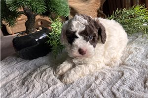 Travis - Poodle, Toy for sale