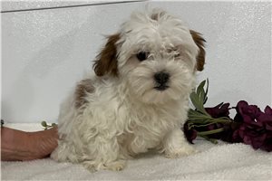 Billa - Shih-Poo - Shihpoo for sale