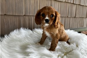 Chantilly - puppy for sale