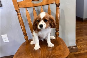 Devon - Cavalier King Charles Spaniel for sale