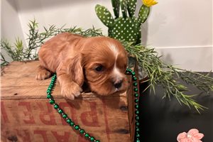 Peggie - puppy for sale