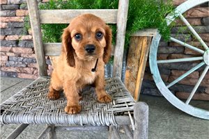 Joseph - Cavalier King Charles Spaniel for sale