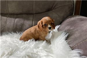 Chantilly - Cavalier King Charles Spaniel for sale