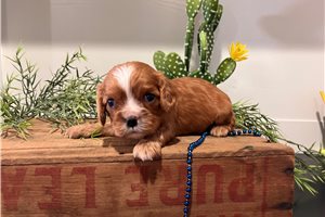 Parker - puppy for sale