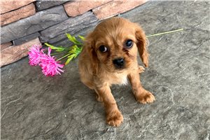 Melissa - puppy for sale