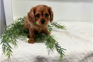 Juan - Cavalier King Charles Spaniel for sale