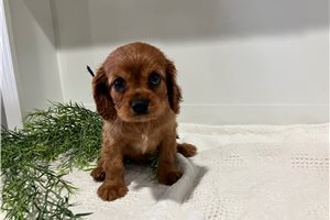 Joseph - Cavalier King Charles Spaniel for sale