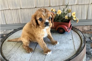 Kenneth - Cavalier King Charles Spaniel for sale