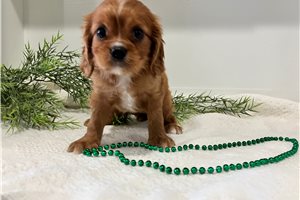 Peggie - Cavalier King Charles Spaniel for sale