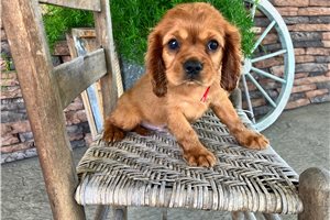 Judah - Cavalier King Charles Spaniel for sale