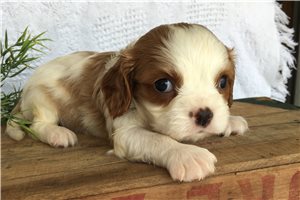 Rex - Cavalier King Charles Spaniel for sale