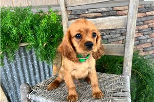Juan - puppy for sale