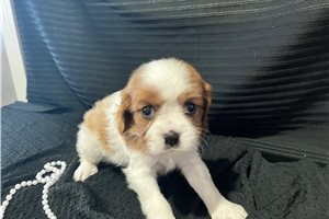 Kara - puppy for sale