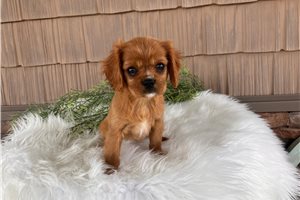 Edith - Cavalier King Charles Spaniel for sale