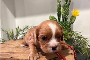 Penelope - Cavalier King Charles Spaniel for sale