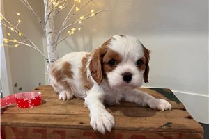 Caesar - Cavalier King Charles Spaniel for sale