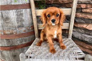 Erik - Cavalier King Charles Spaniel for sale