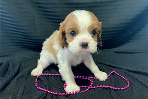Kaitlin - Cavalier King Charles Spaniel for sale