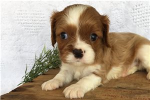 Rover - Cavalier King Charles Spaniel for sale