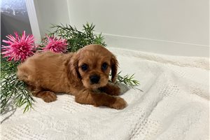 Joyce - Cavalier King Charles Spaniel for sale