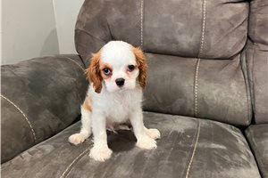 Caiden - Cavalier King Charles Spaniel for sale