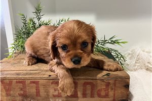 Juan - puppy for sale