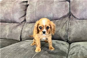 Parker - Cavalier King Charles Spaniel for sale