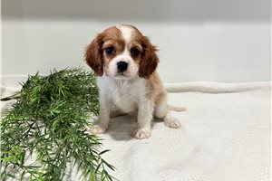 Jordi - Cavalier King Charles Spaniel for sale