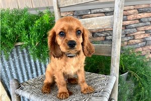 Joseph - Cavalier King Charles Spaniel for sale