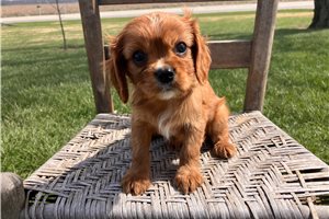 Erik - Cavalier King Charles Spaniel for sale