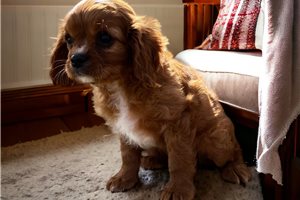 Charisma - puppy for sale