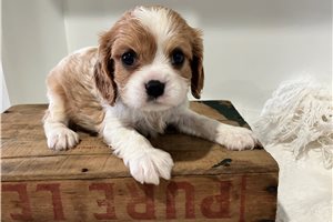 Jordi - Cavalier King Charles Spaniel for sale