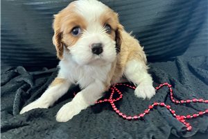 Kylie - puppy for sale