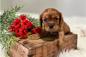 Judah - puppy for sale