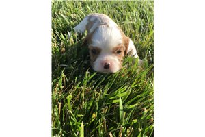 Fran - Cavalier King Charles Spaniel for sale