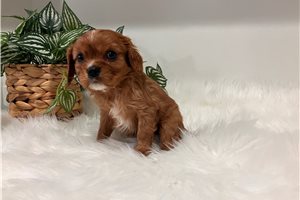Erik - Cavalier King Charles Spaniel for sale