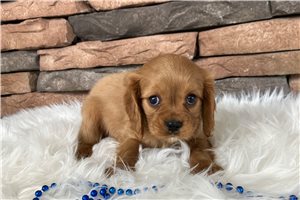 Motley - puppy for sale