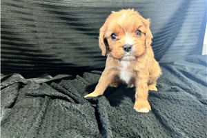 Kenneth - puppy for sale